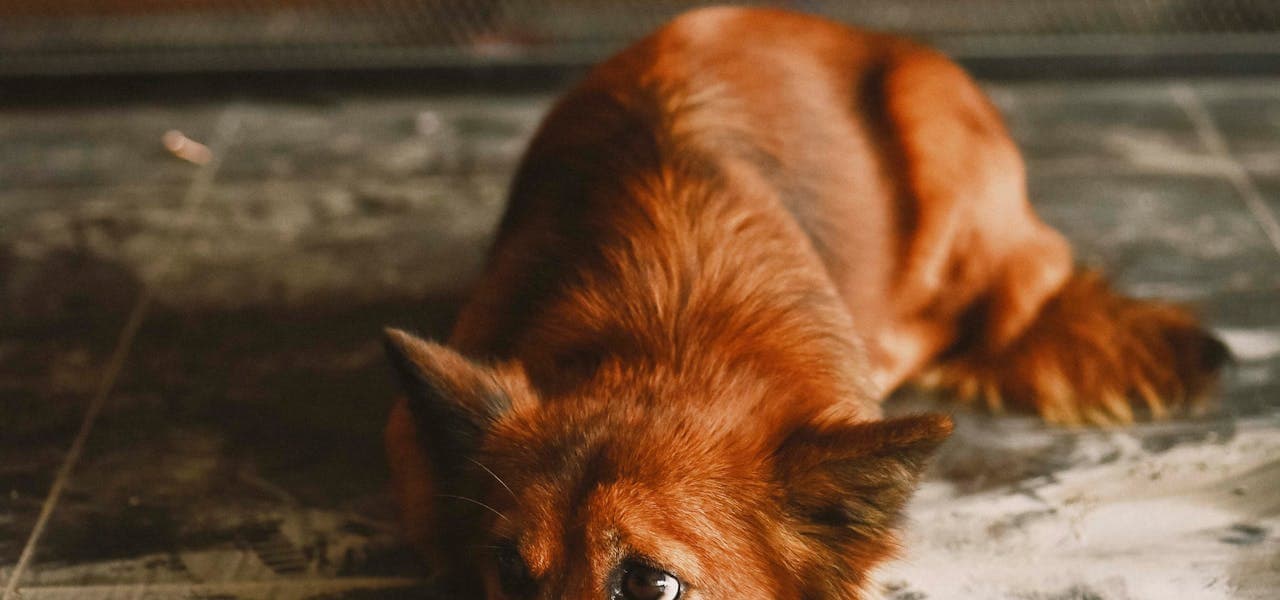 Perro tumbado junto a su comedero sin comer