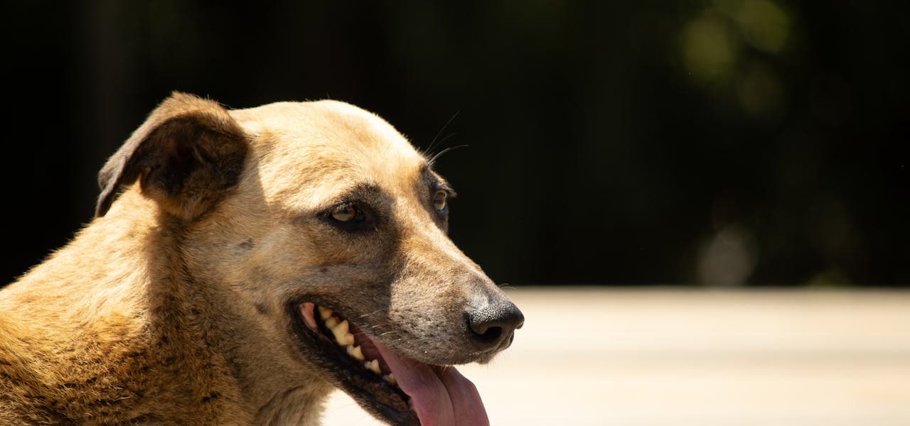 Perro jadeando con la lengua fuera por el calor