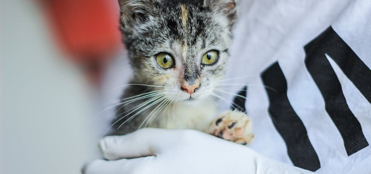 Veterinaria sujeta a un gato durante una consulta