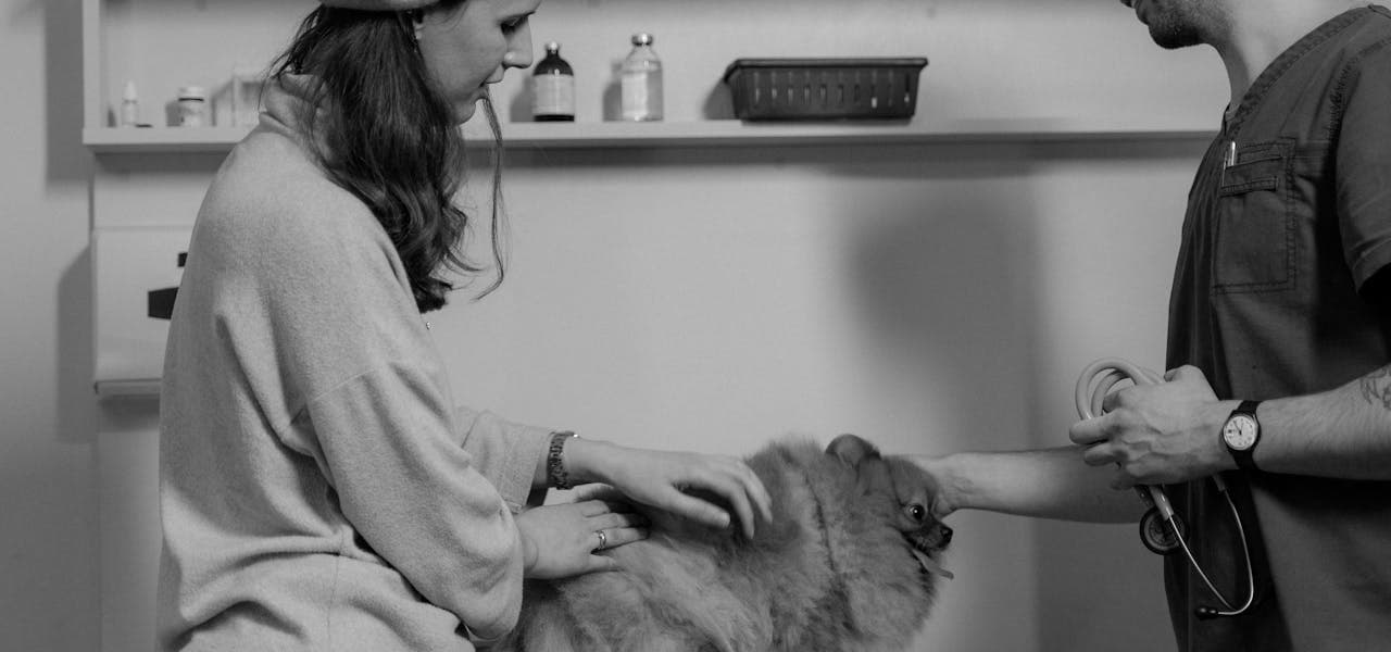 Veterinario y dueña atienden a un perro pequeño en la consulta