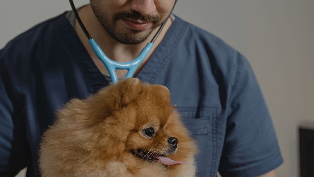 Veterinario sostiene a un perro pequeño con el fonendoscopio