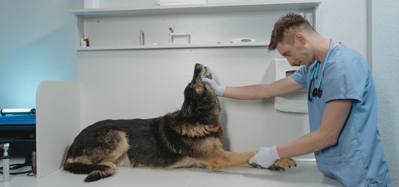 Veterinario examina a un pastor alemán tumbado en la clínica