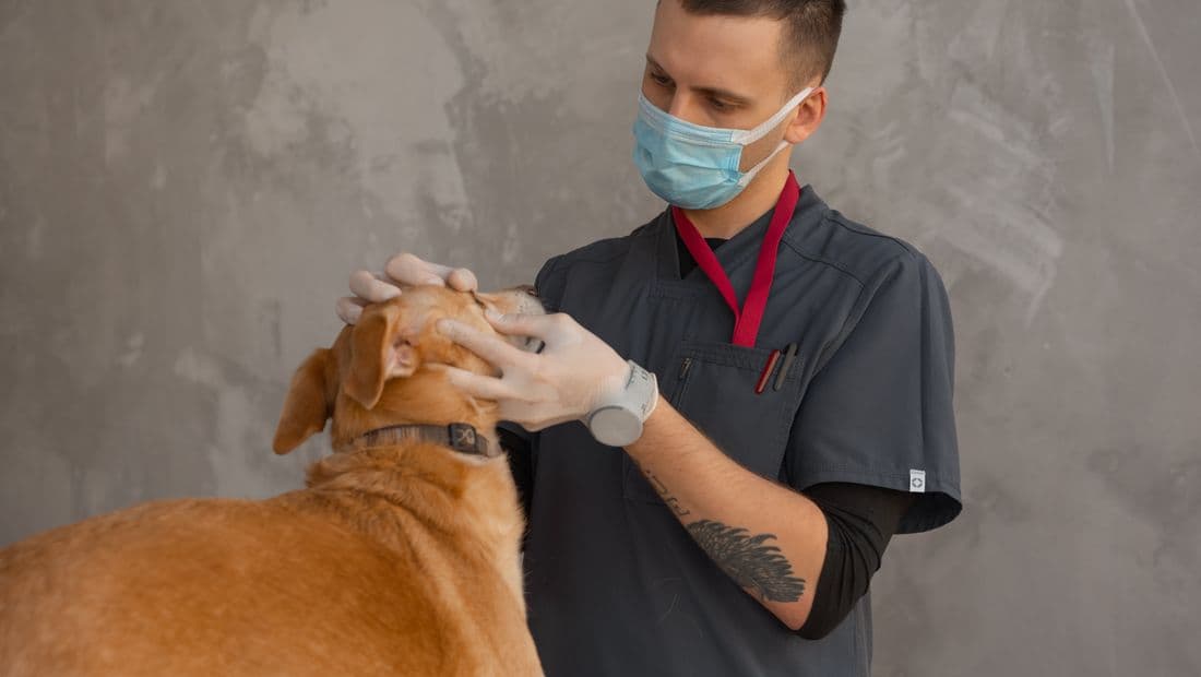 Veterinario con mascarilla y guantes revisa a un perro