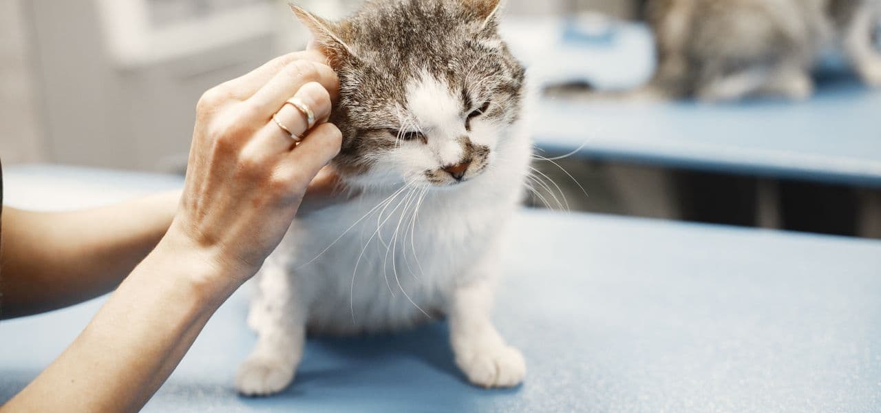 Veterinario sujeta con cuidado a un gato sobre la mesa de exploración