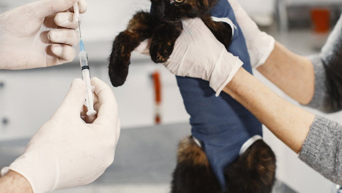 Vacunación de un gato en la clínica veterinaria
