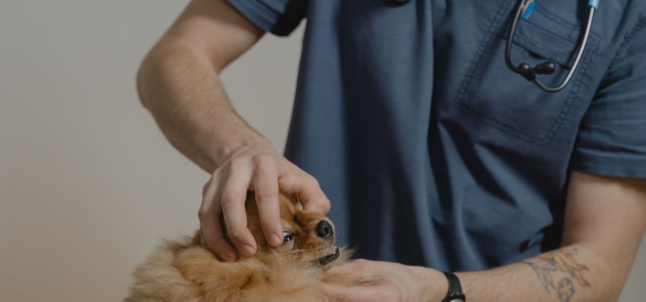 Veterinario examina a un perro pequeño con el fonendoscopio