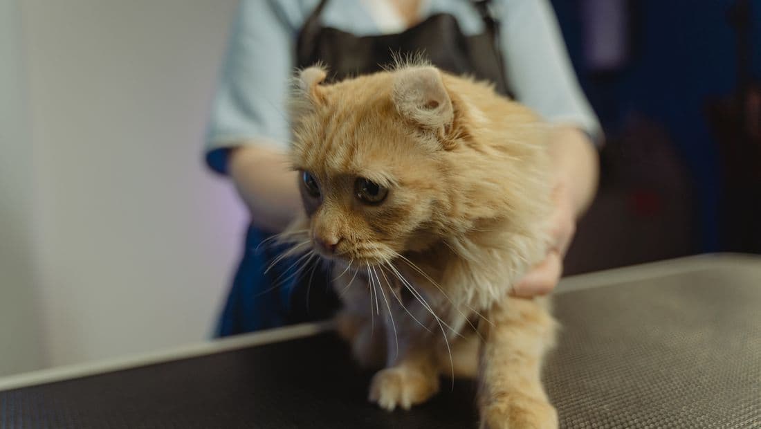 Gato atendido con cuidado sobre la mesa de la clínica veterinaria