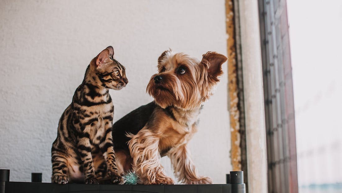 Un perro y un gato juntos en casa