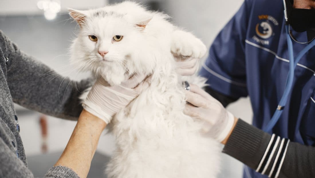 Revisión del pelaje de un gato en la clínica