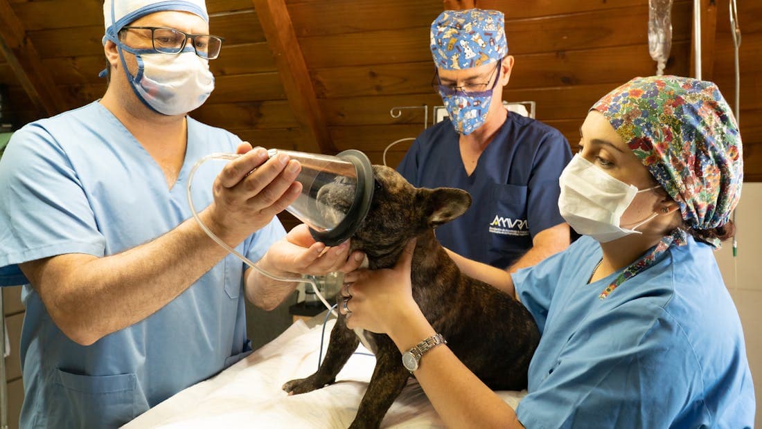 Equipo veterinario en quirófano