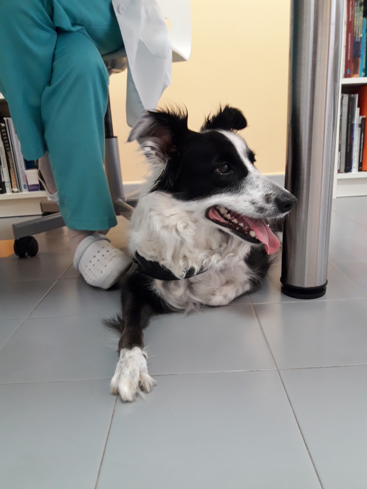 Clínica veterinaria Clinica Veterinaria La Muralla