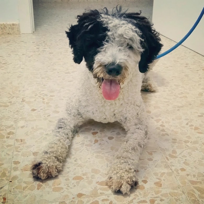 Clínica veterinaria CENTRO VETERINARIO San Francisco de Asís - LEBRIJA