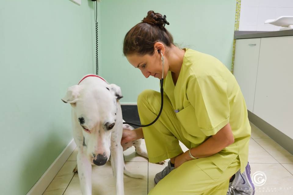 Clínica veterinaria Clínica Veterinaria Cruz del Sur