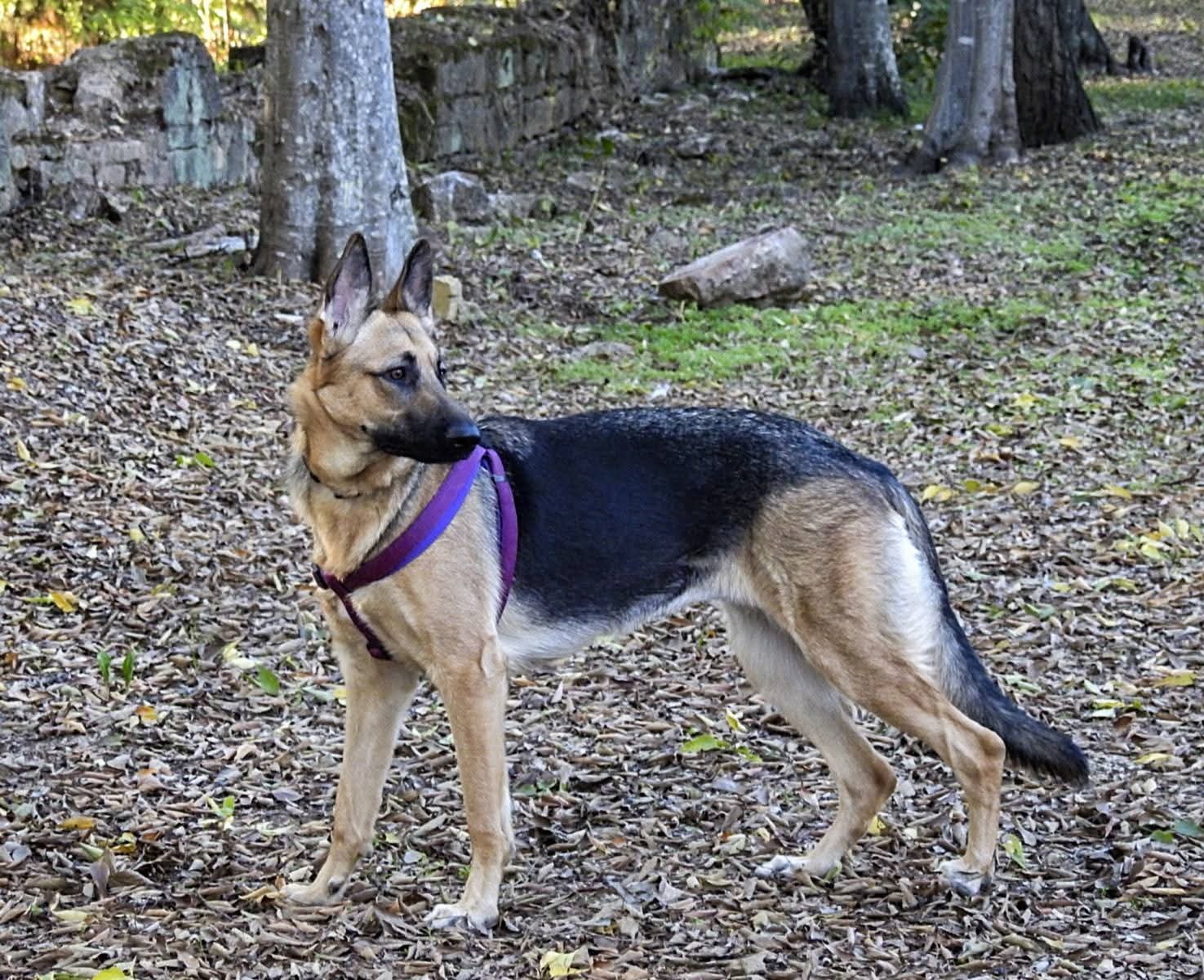 Clínica veterinaria María Rojas Martínez