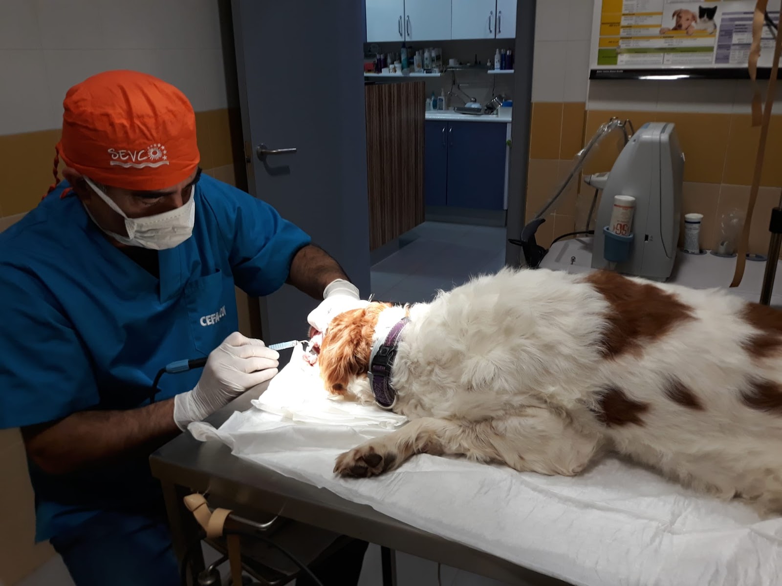 Clínica veterinaria Clínica Veterinaria HERREROS