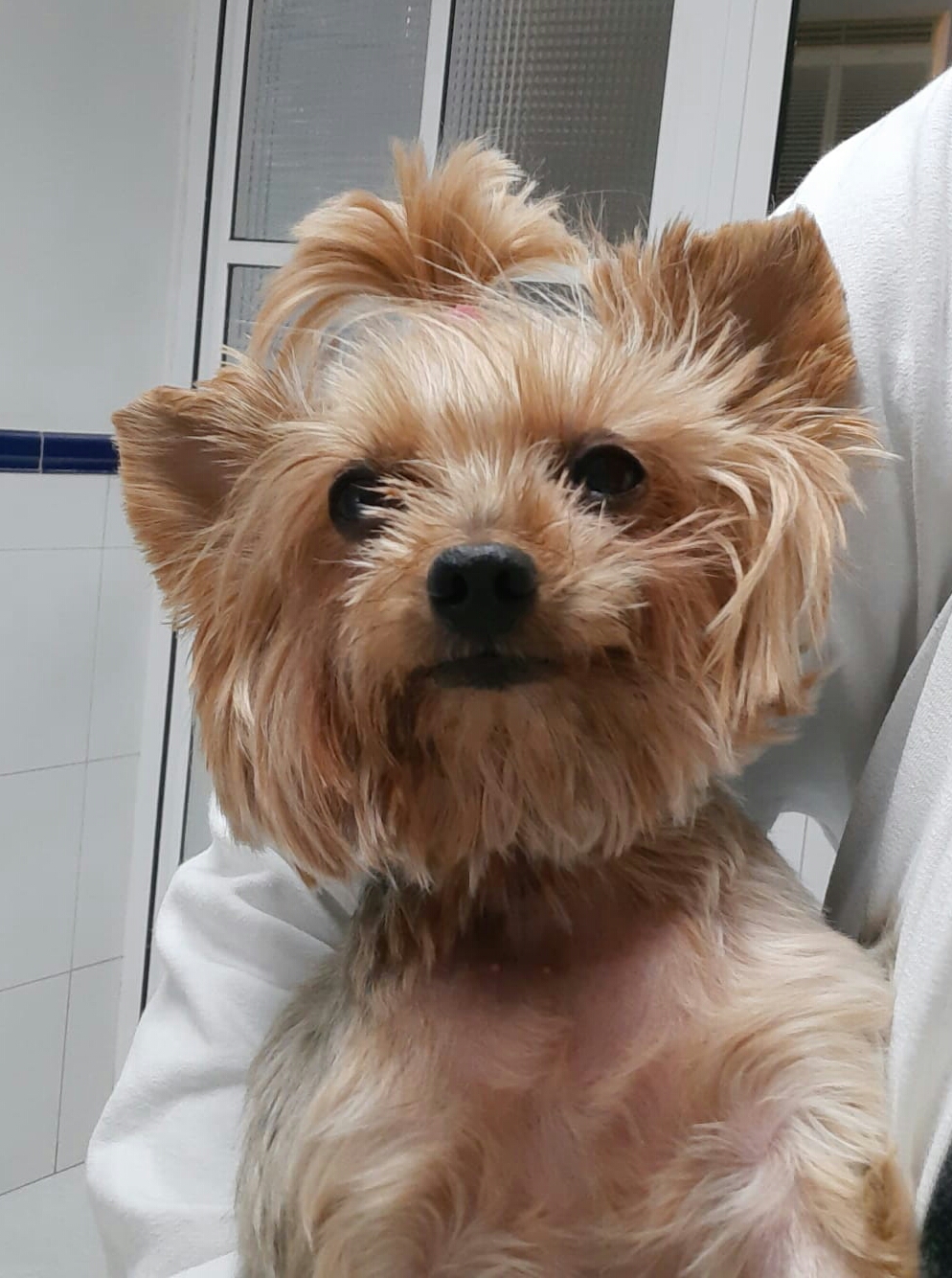 Clínica veterinaria Centro Veterinario Benalmádena Costa