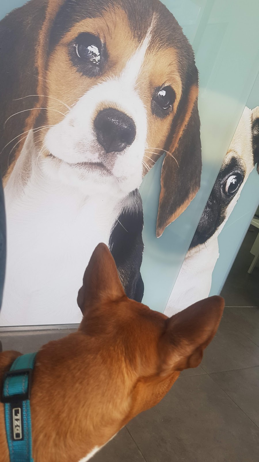 Clínica veterinaria Veterinario Vet Sur Armeñime