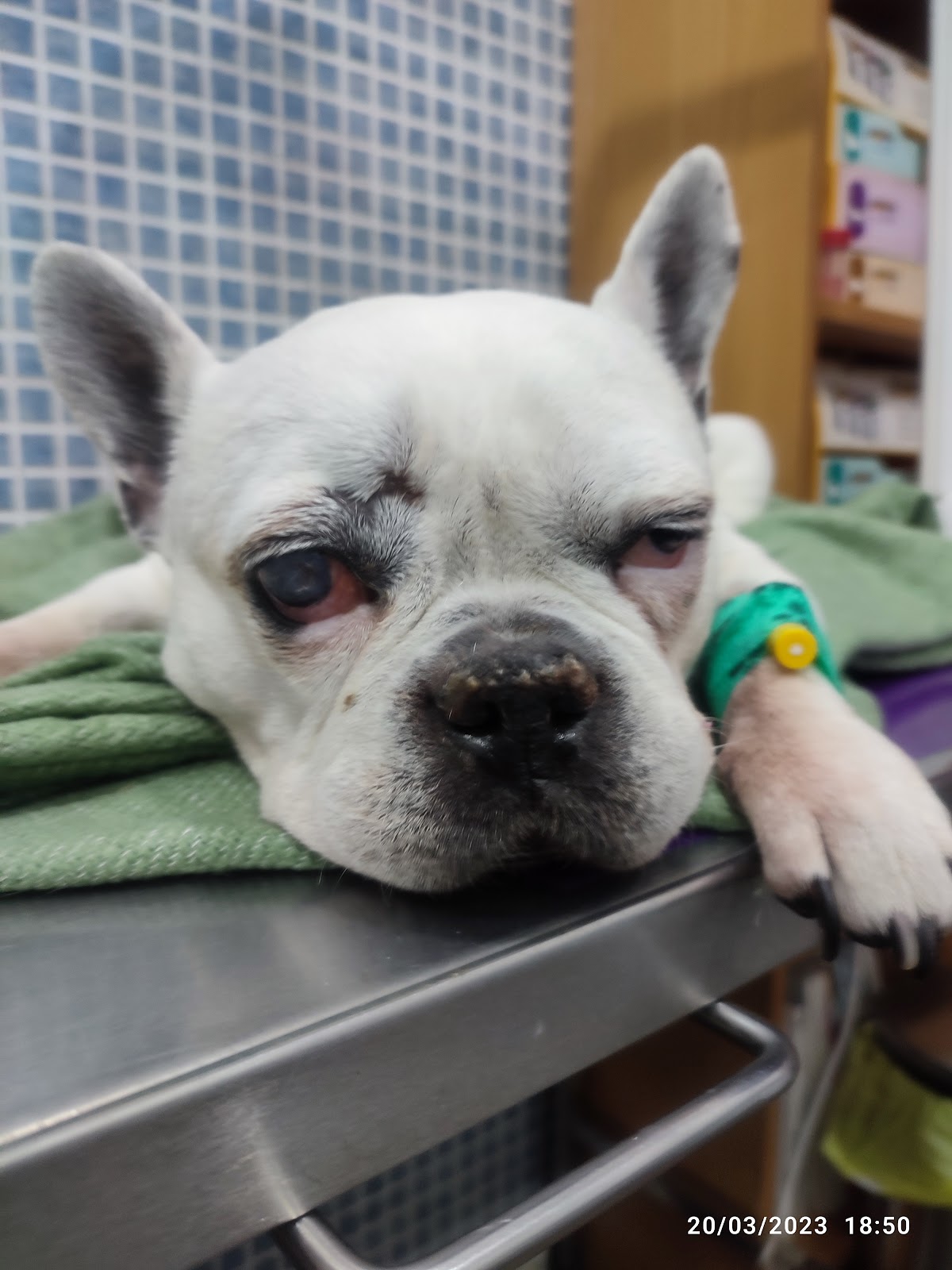 Clínica veterinaria Cap I Cua