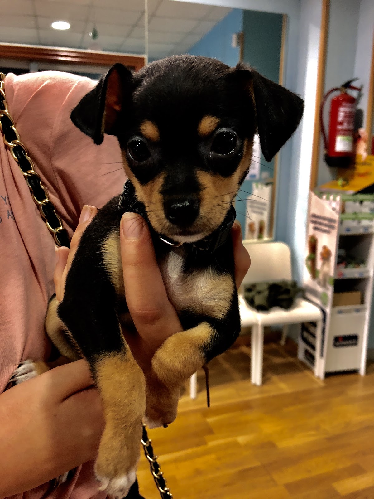 Clínica veterinaria Mascovet Lugo