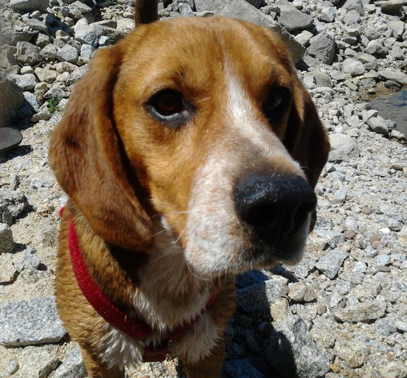 Clínica veterinaria Clínica Veterinaria Servet Zamora
