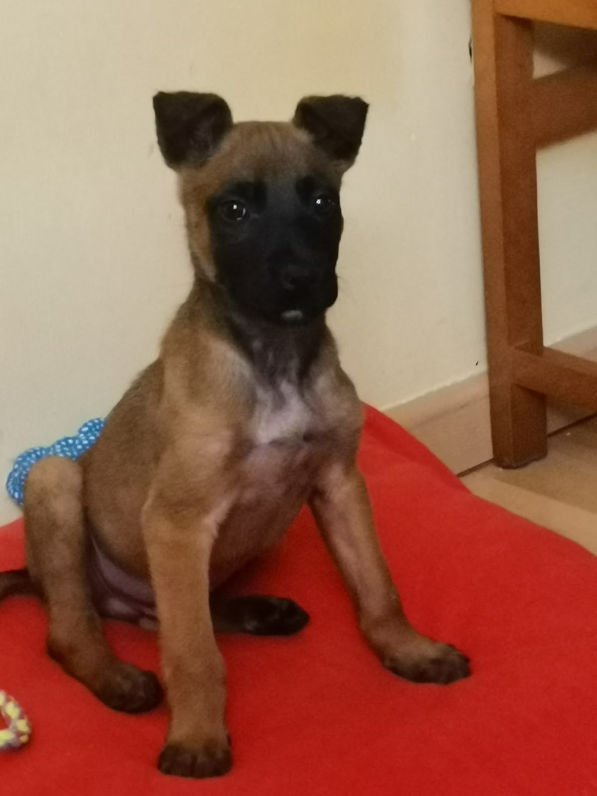 Clínica veterinaria Clínica Veterinaria Cervantes 2