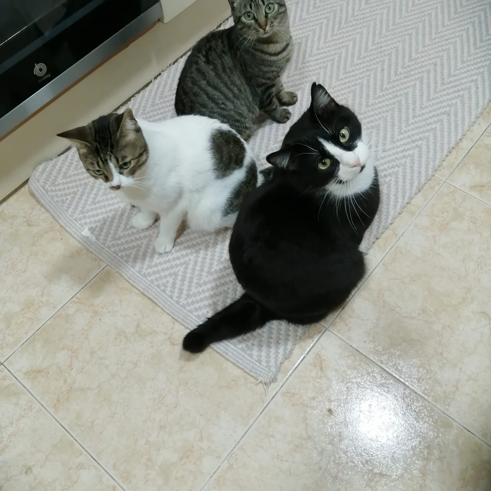 Clínica veterinaria Mimavet