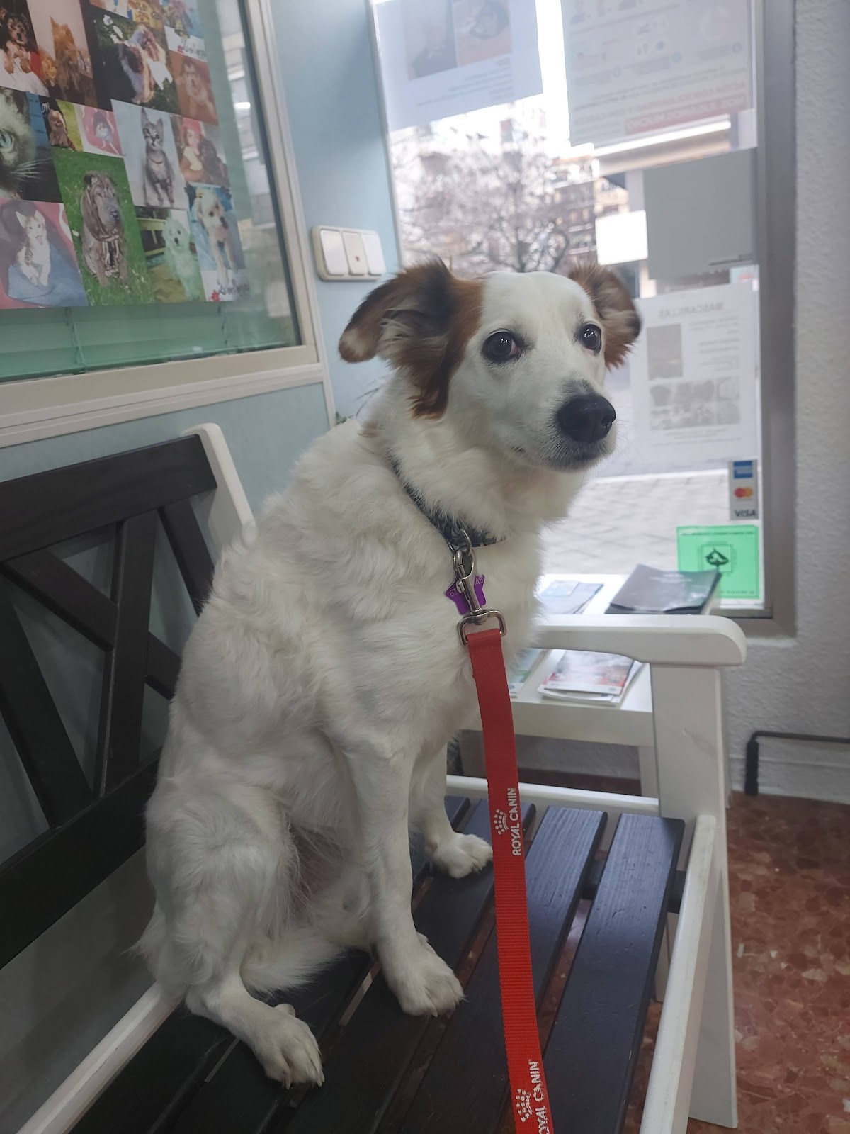 Clínica veterinaria Clinica Veterinaria Bosco