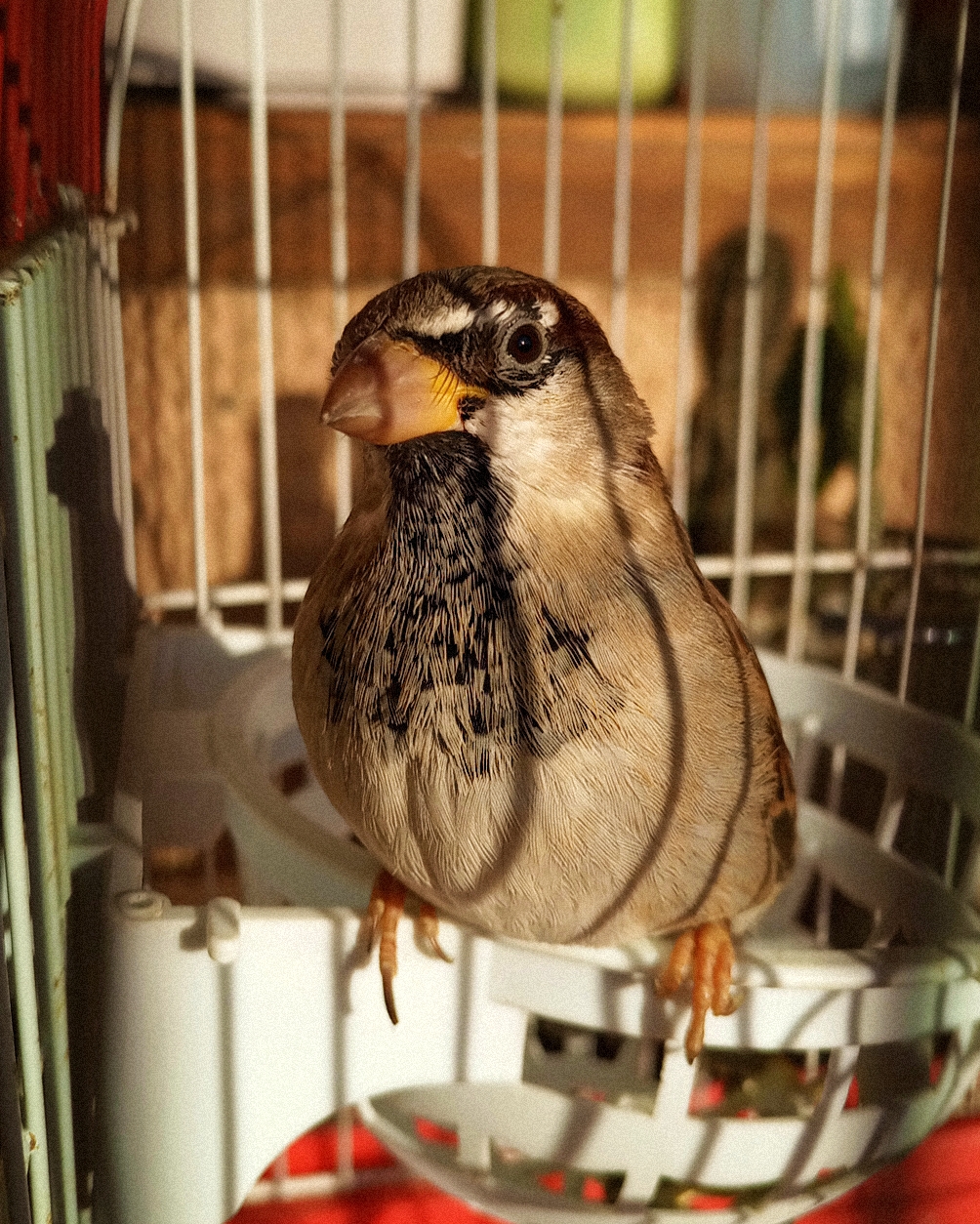 Clínica veterinaria Clínica Veterinaria PLUMAS