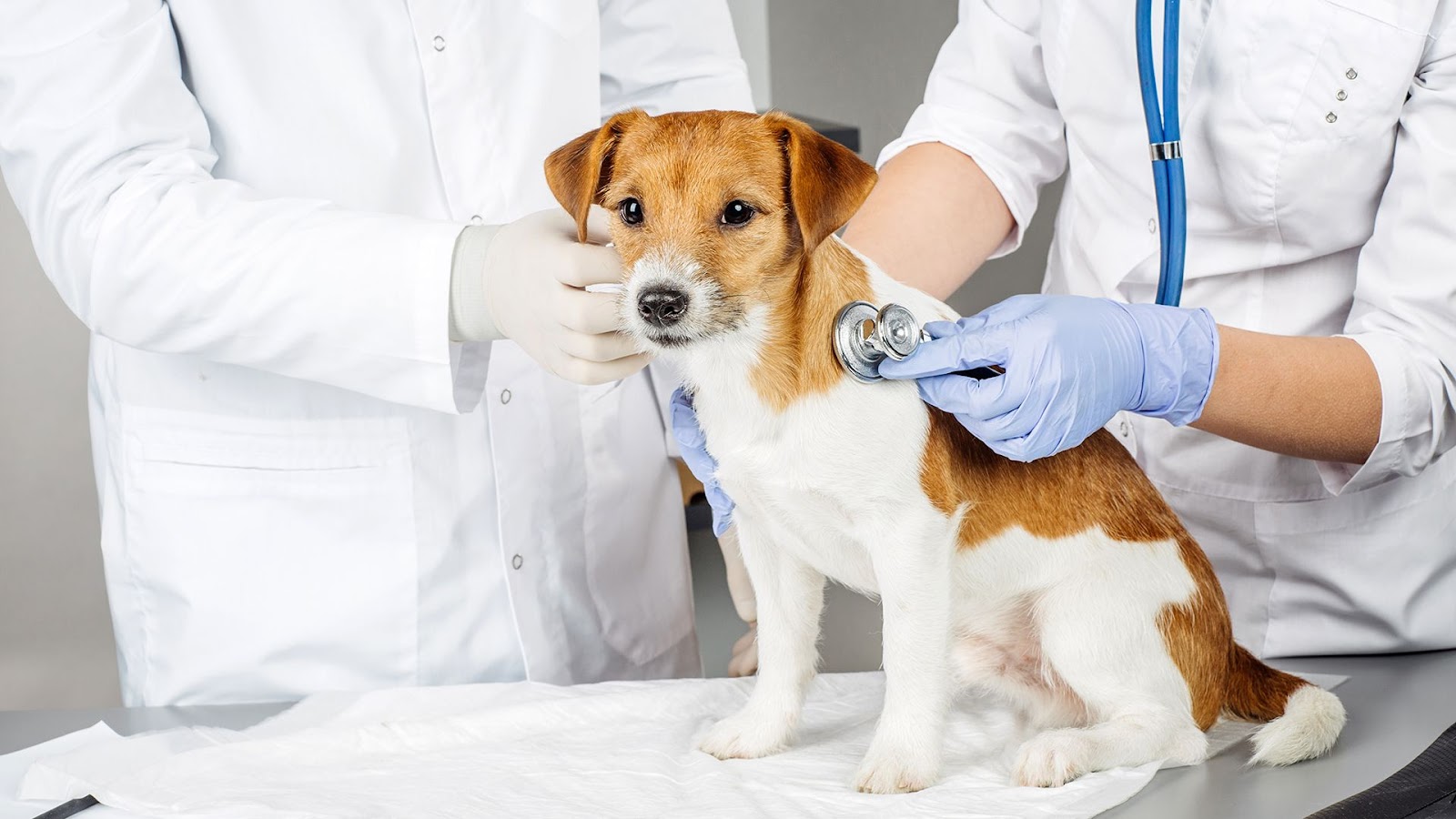 Clínica veterinaria Centro Veterinario Sisoucan