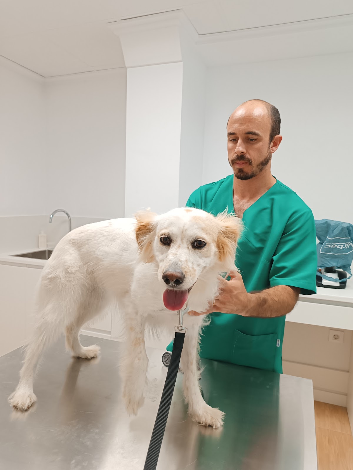 Clínica veterinaria Clínica Veterinaria Llopet / Vet. Blas Llopis Sanchis / URGENCIAS /Oliva