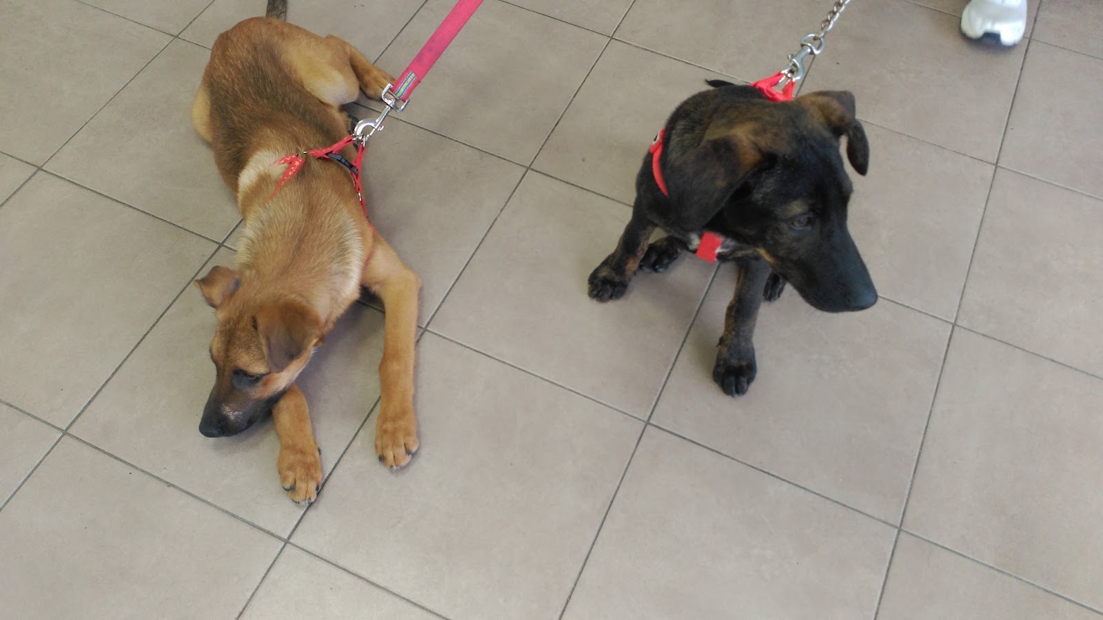 Clínica veterinaria Centre Veterinari Espai Animal