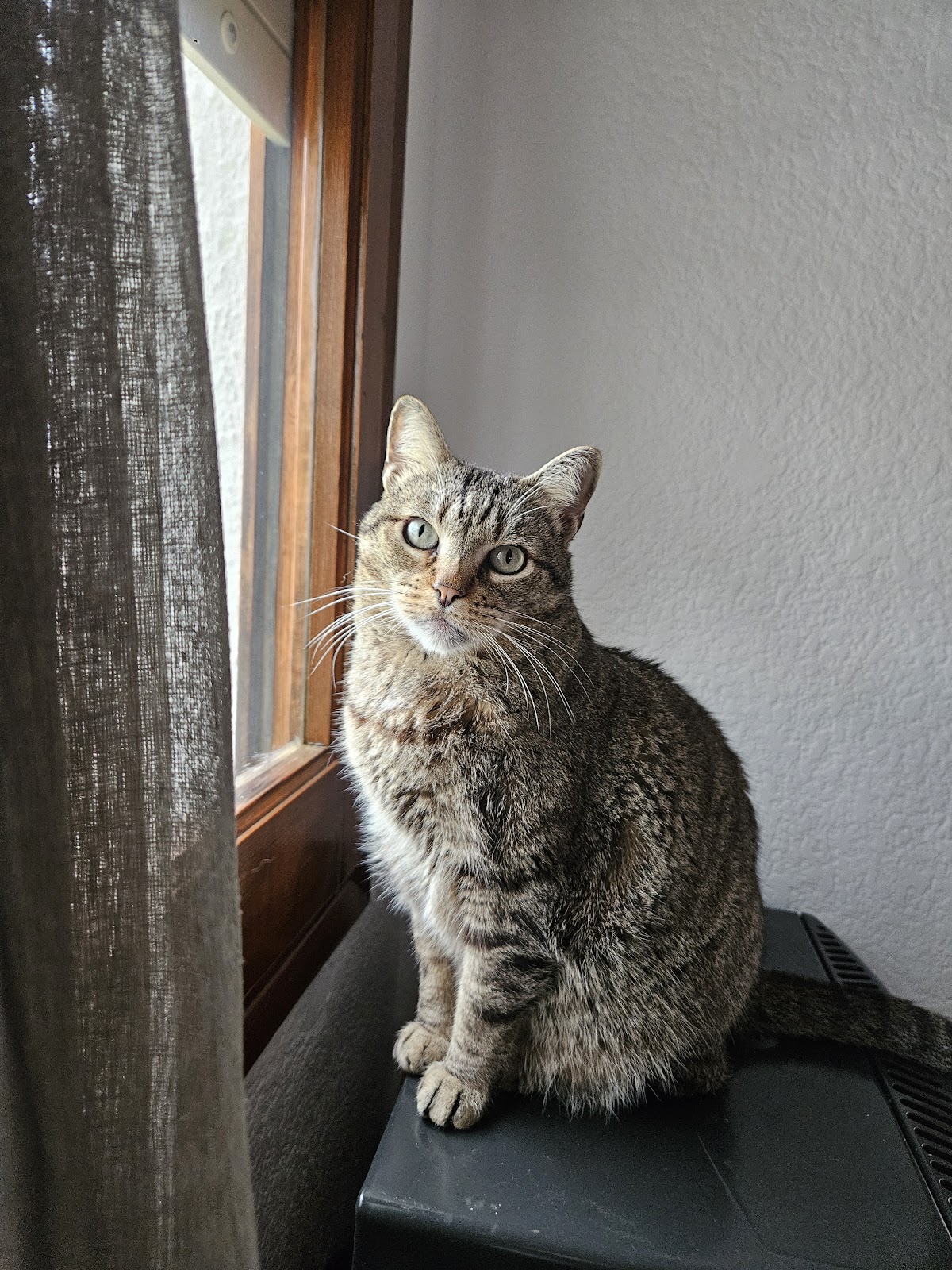 Clínica veterinaria Clínica Veterinària Mestral