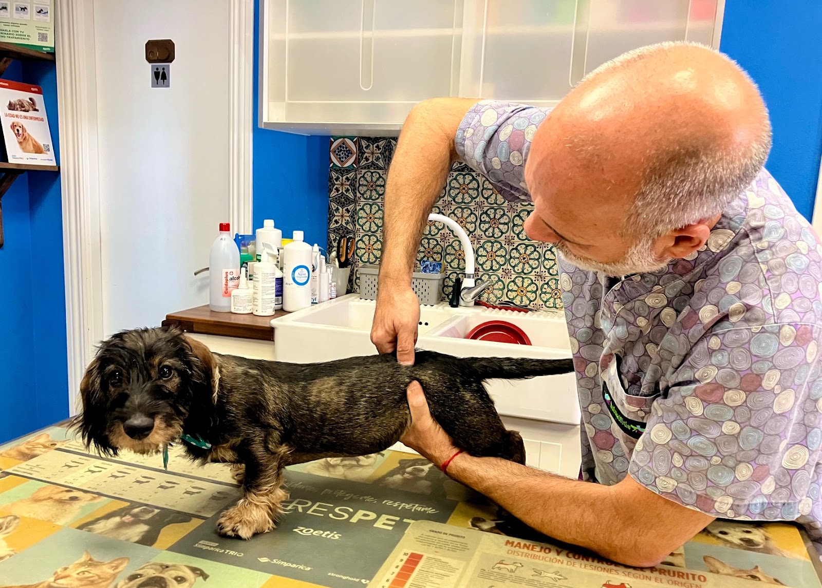 Clínica veterinaria Animalfisio, Clínica Veterinaria en Almería | Veterinario Almería