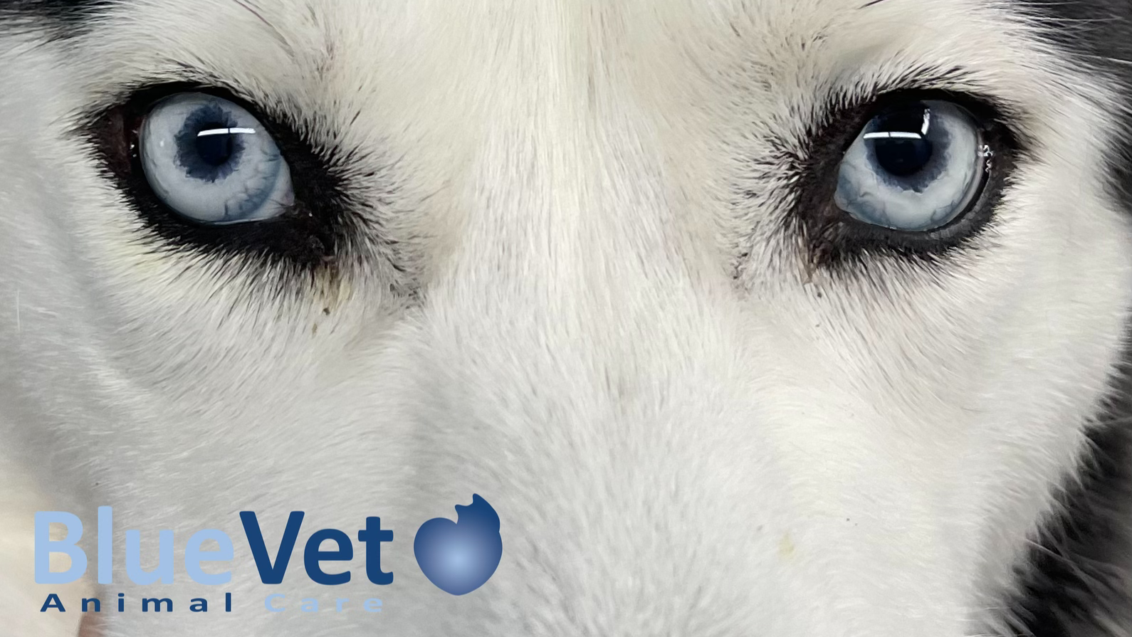 Clínica veterinaria BlueVet Veterinario Villanueva de la Cañada