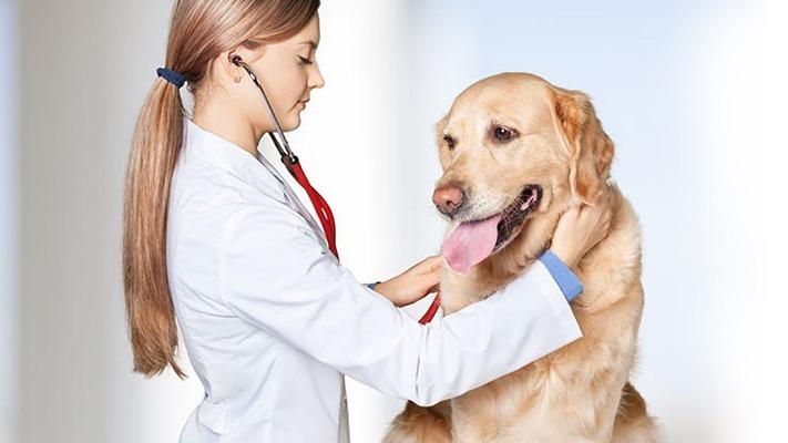 Clínica veterinaria Clínica Veterinaria Delta