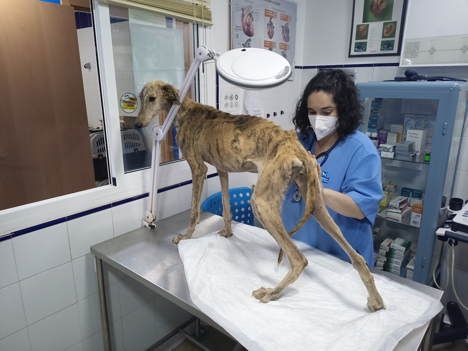 Clínica veterinaria Clinica Veterinaria Marquesa de Pinares