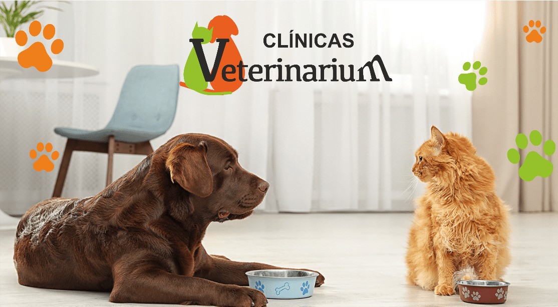 Clínica veterinaria Veterinarium