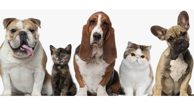 Clínica veterinaria Clínica Veterinaria Amigos