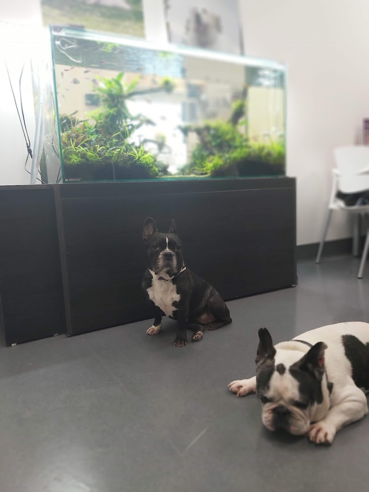 Clínica veterinaria Anicura Aralar Hospital Veterinario