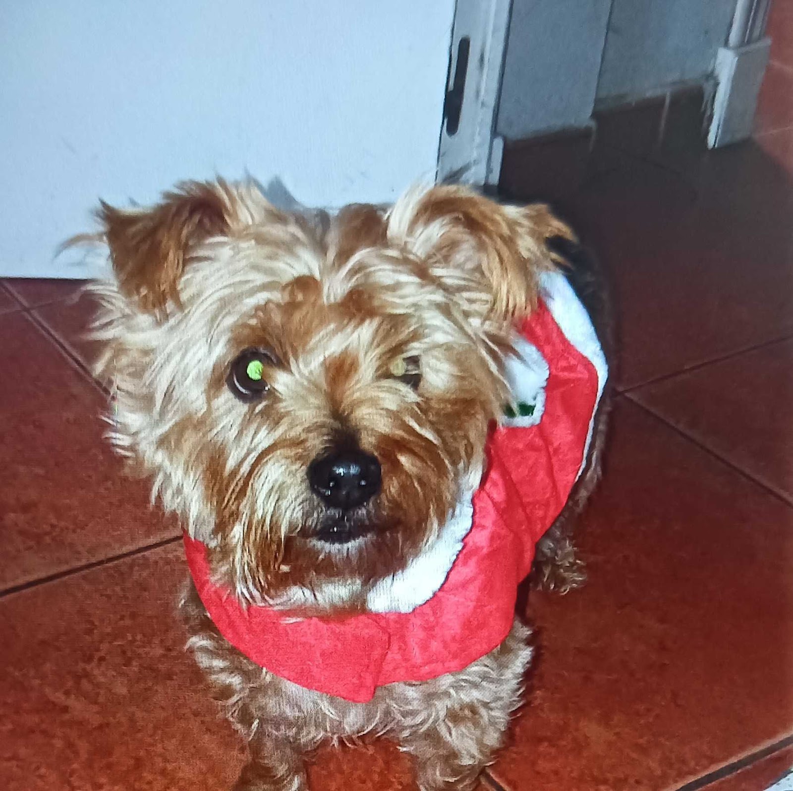 Clínica veterinaria CLÍNICA VETERINARIA PUERTO