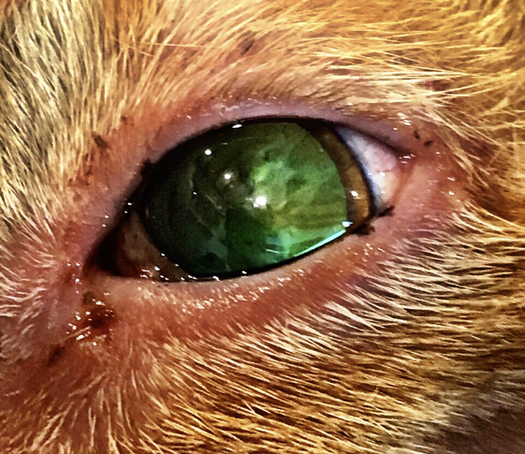 Clínica veterinaria CentroVet