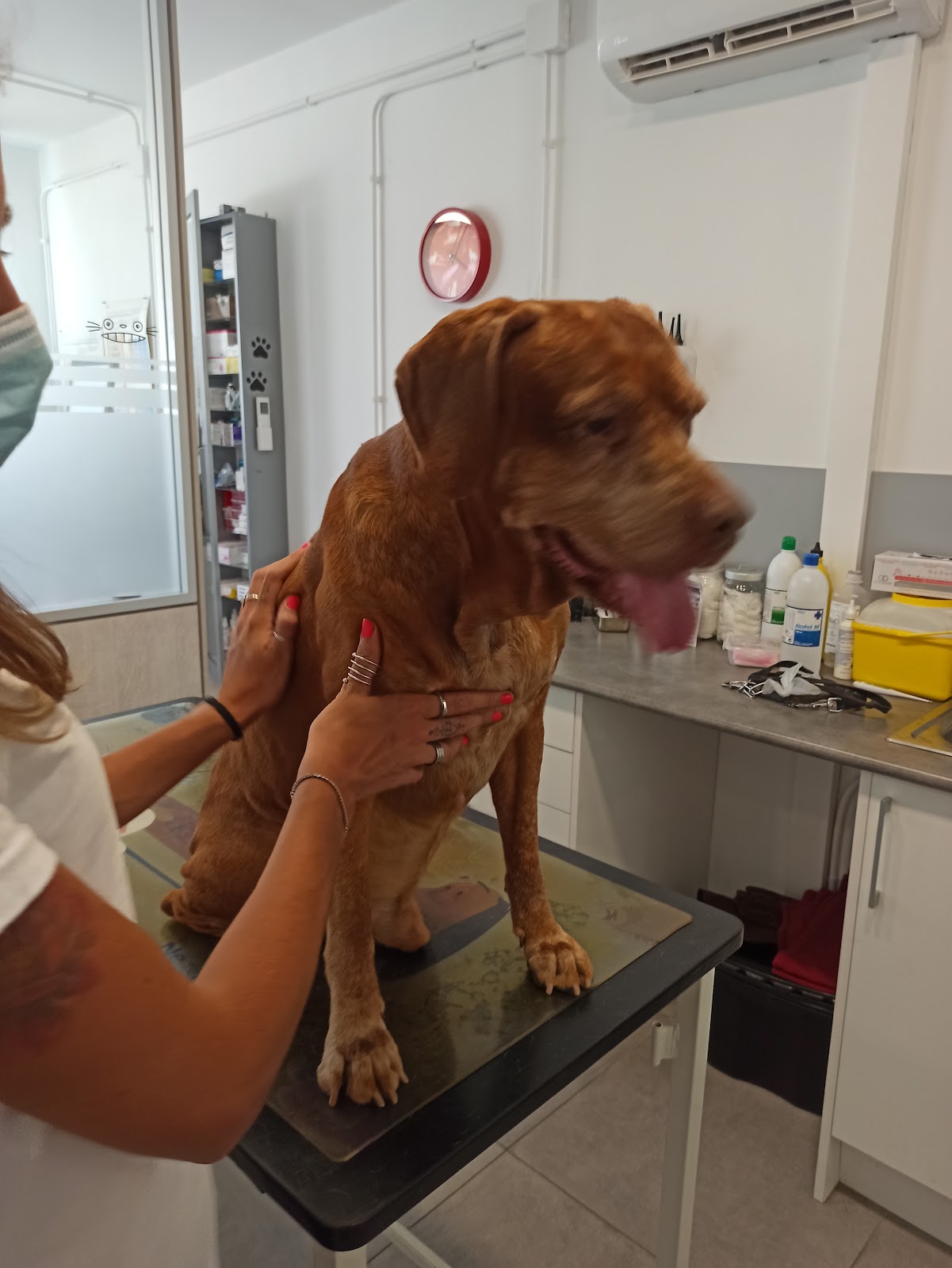 Clínica veterinaria Maricel veterinaris