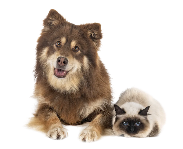 Clínica veterinaria Veterinario Santurtzi | Clínica Veterinaria Santurtzi