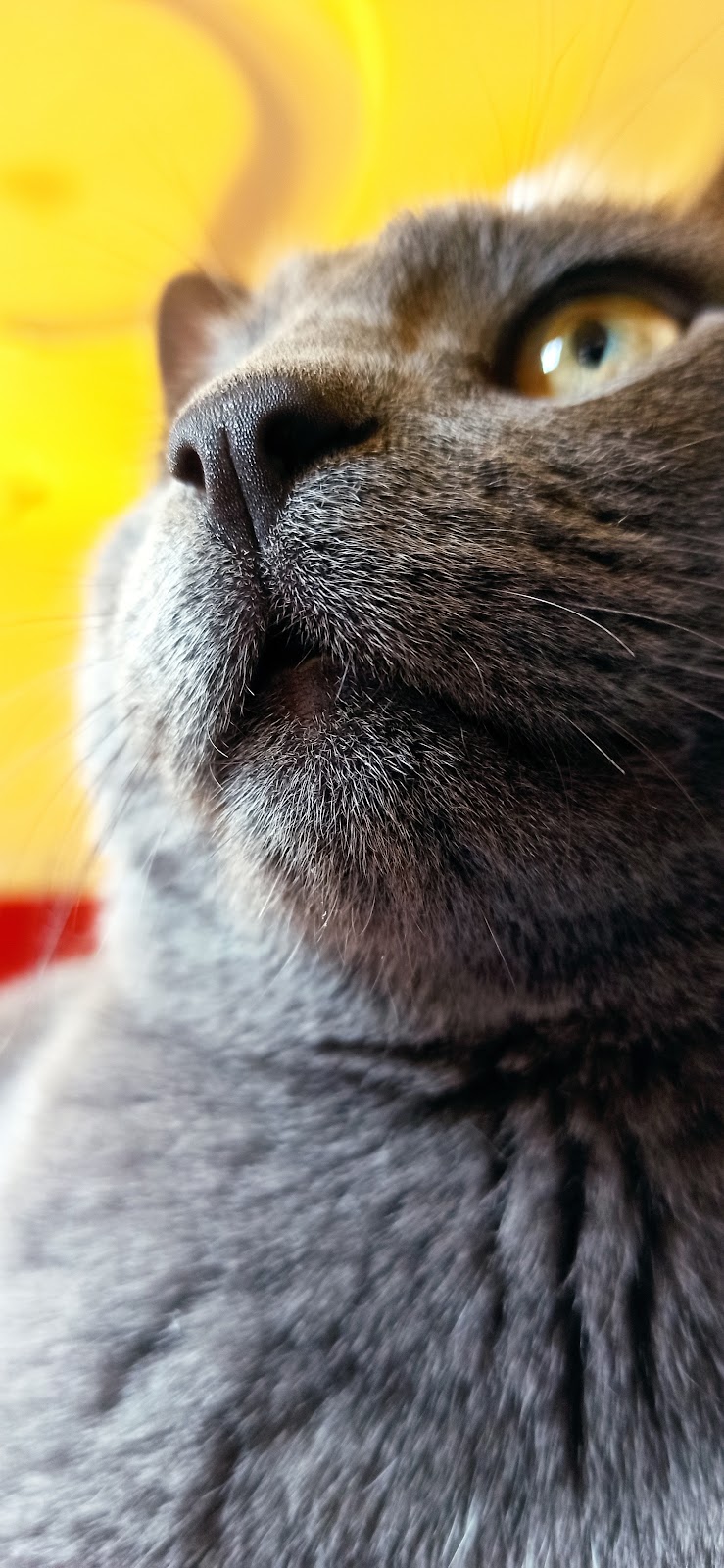 Clínica veterinaria Safracan