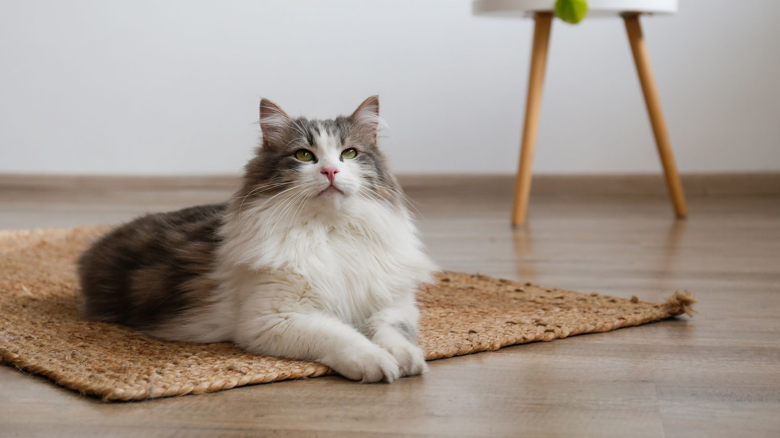 Clínica veterinaria Catrogatos