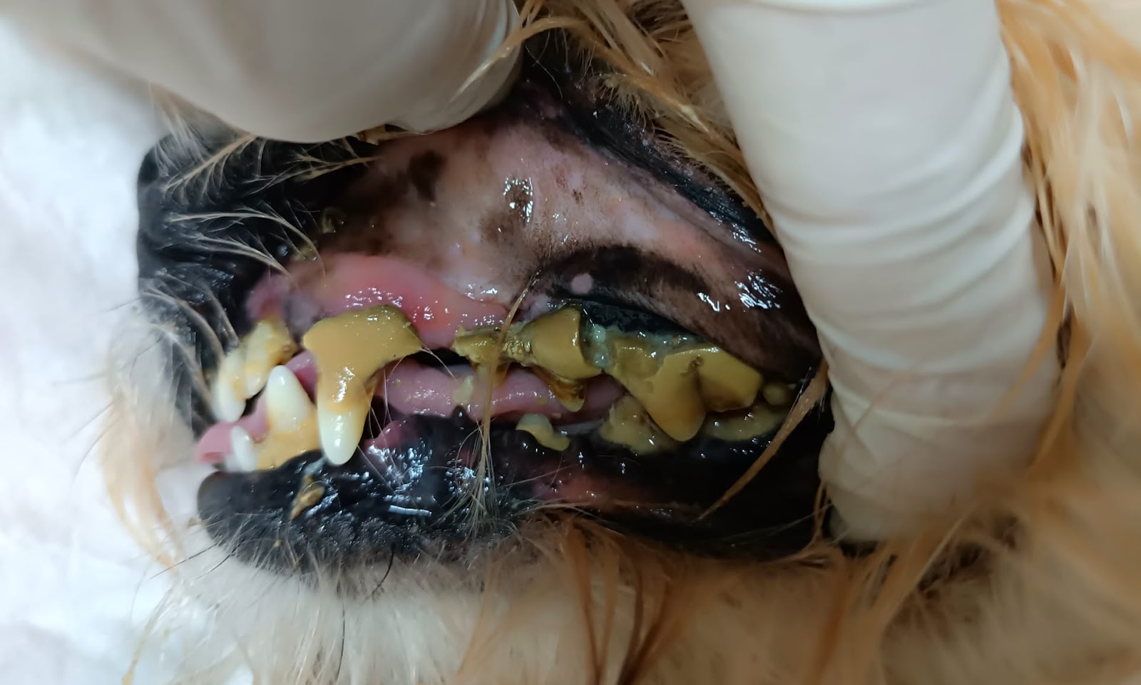 Clínica veterinaria CLÍNICA VETERINARIA LARES