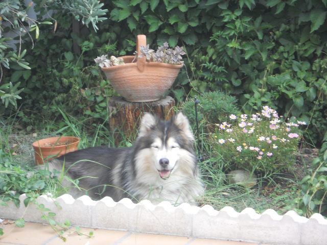 Clínica veterinaria Clínica Veterinaria DOGOS Ciempozuelos