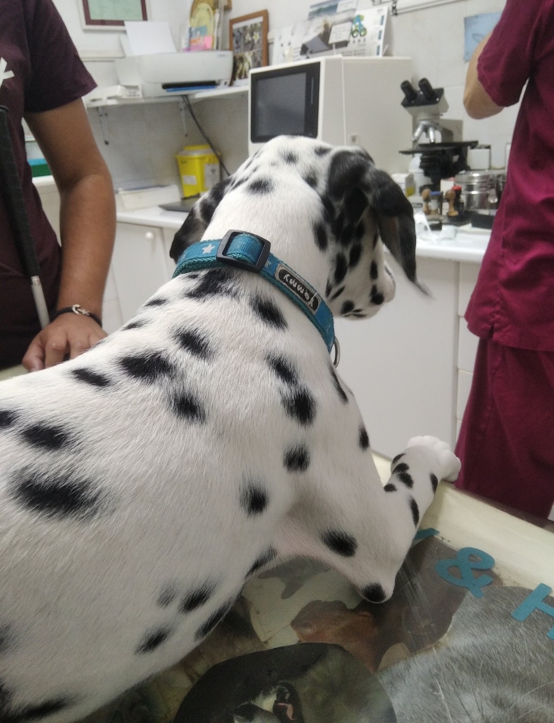 Clínica veterinaria Clínica Veterinaria Vegueta