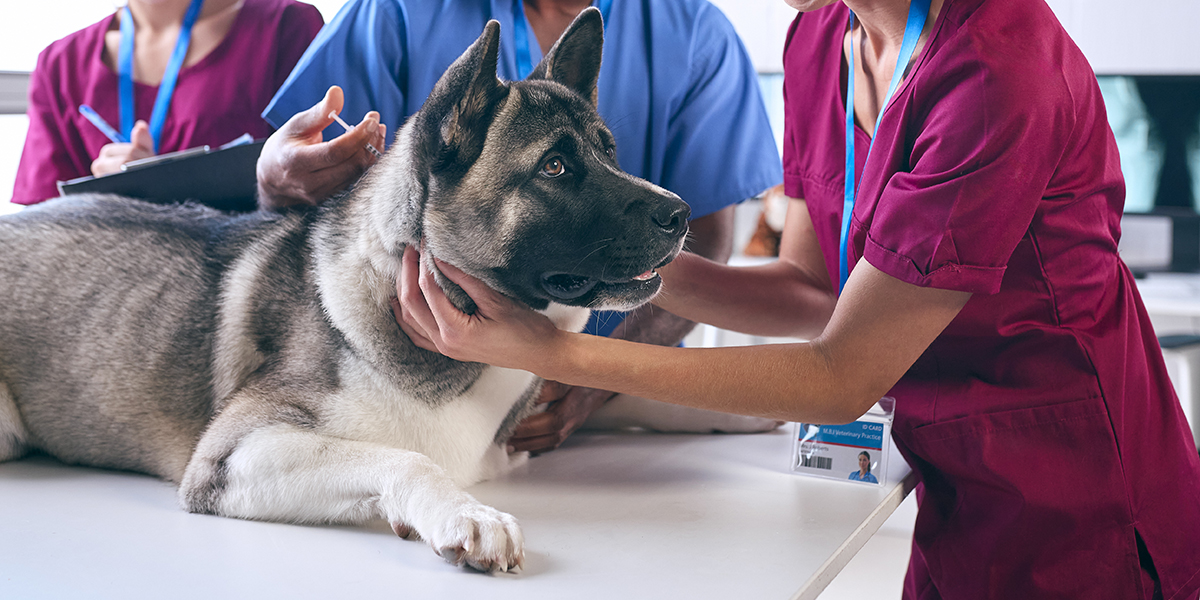 Clínica veterinaria Clinavet