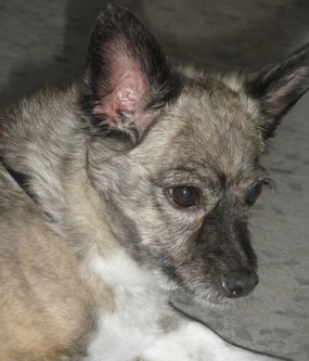 Clínica veterinaria Hnas. Muñoz Jiménez